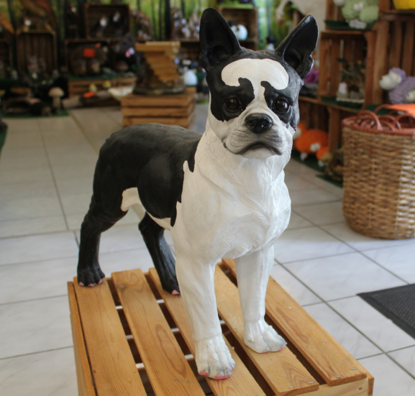 Franz. Bulldogge, stehend